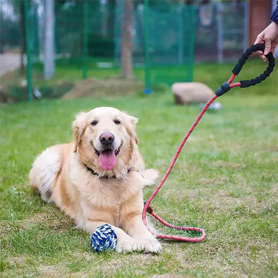 chien avec laisse pour chien rouge serpente dans parc