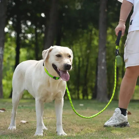 chien avec laisse pour chien vert citron dans parc