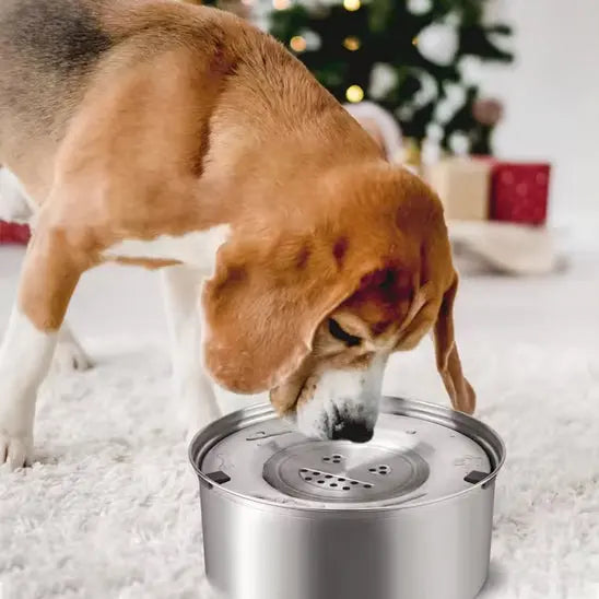 chien buvant dans gamelle pour chien dans salon