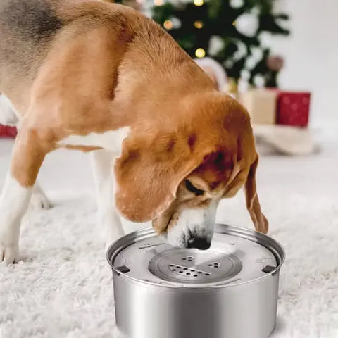 chien buvant dans gamelle pour chien dans salon