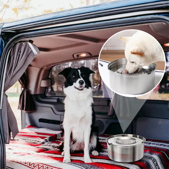 chien dans coffre voiture ouvert avec gamelle pour chien