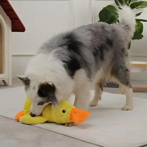 chien jouant avec peluche pour chien canard