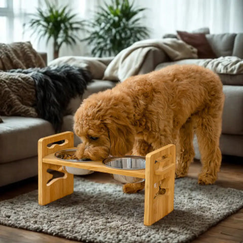 chien mangeant dans gamelle surelevee dans maison