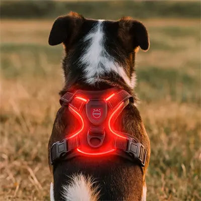 chien portant harnais led rouge