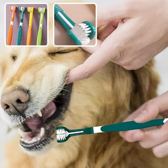 chien se faisant brosser dents avec brosse a dent chien bleu fonce