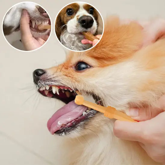 chien se faisant brosser dents avec brosse a dent chien marron