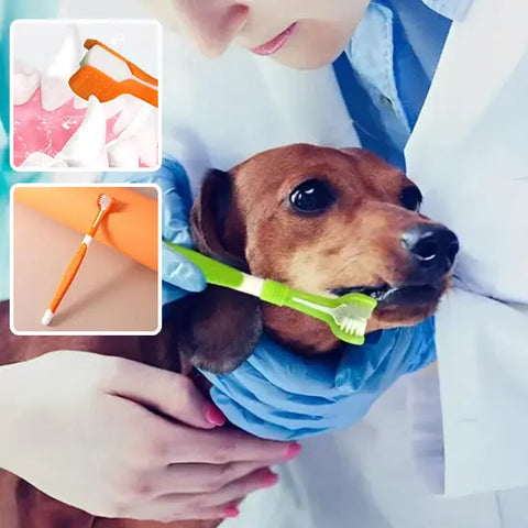chien se faisant brosser dents avec brosse a dent chien verte