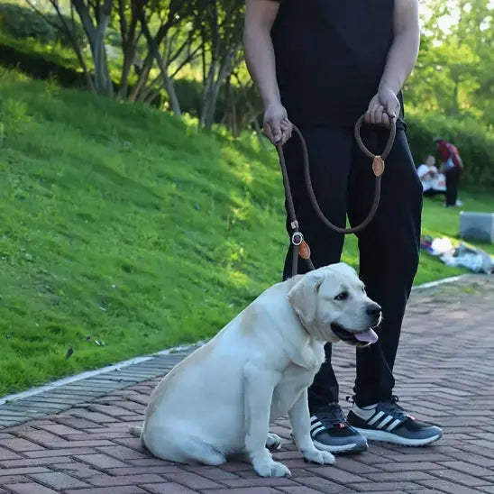 homme promenant chien avec laisse chien marron dans parc