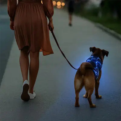 maman chien avec chien portant harnais led bleu