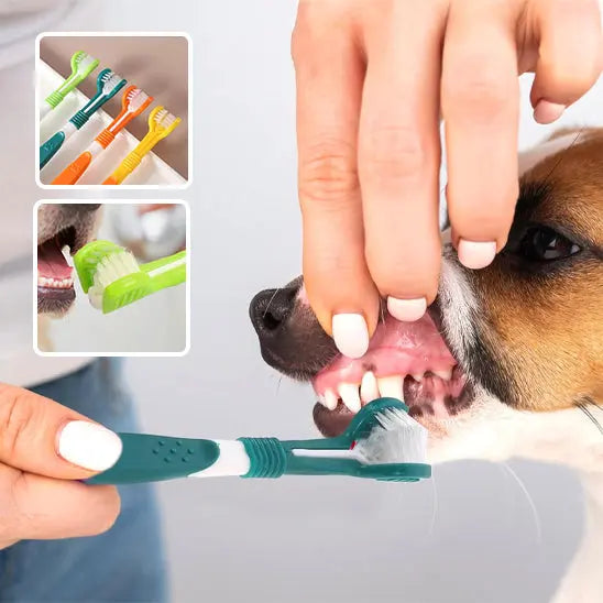 nettoyage dent avec brosse a dent chien bleu fonce