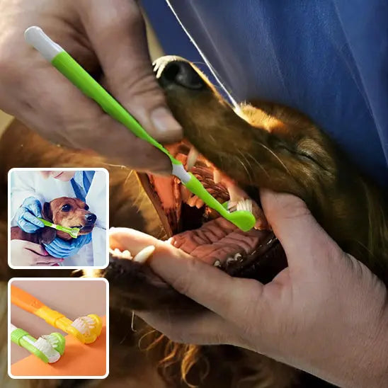 nettoyage dent avec brosse a dent chien verte