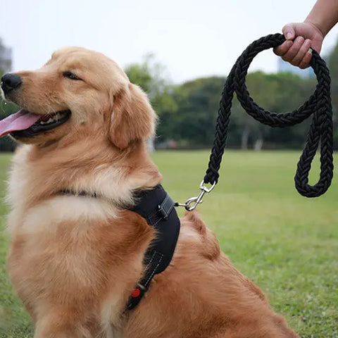 personne controlant chien taille moyenne avec laisse chien noire