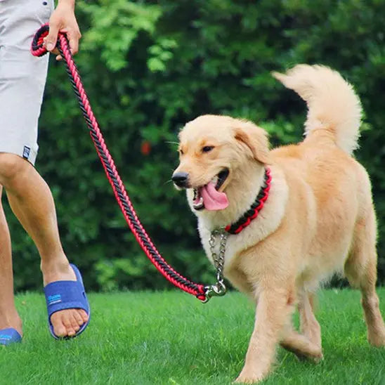 personne promenant chien taille moyenne avec laisse chien rouge