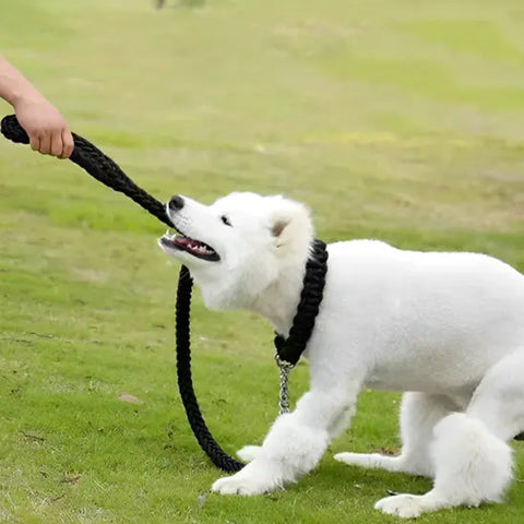 personne tirant chien taille moyenne avec laisse chien noire