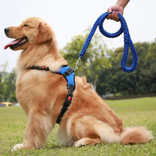 personne controlant chien taille  moyenne avec laisse chien bleue