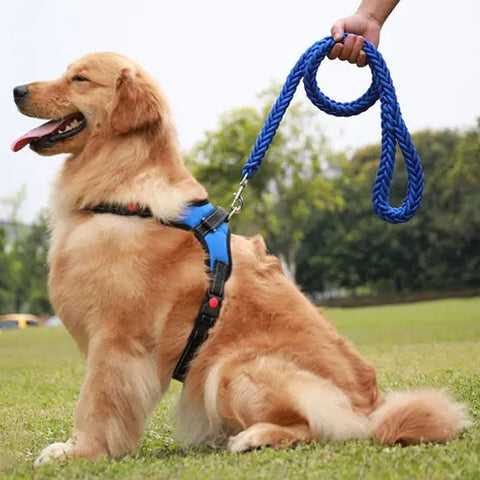 personne controlant chien taille  moyenne avec laisse chien bleue