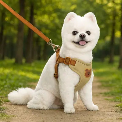 petit chien avec harnais petit chien beige