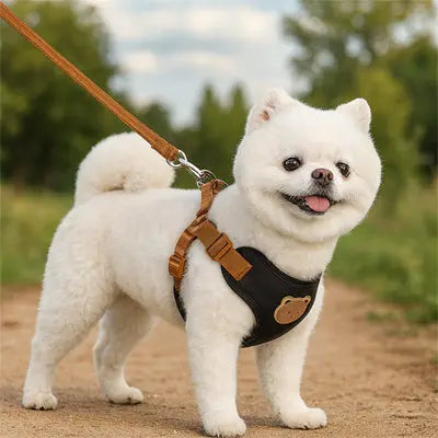 petit chien avec harnais petit chien noir