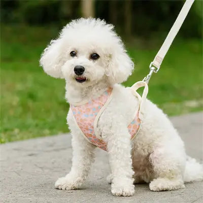 petit chien avec harnais petit chien rose clair