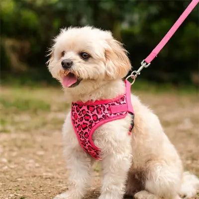 petit chien avec harnais petit chien rose fonce