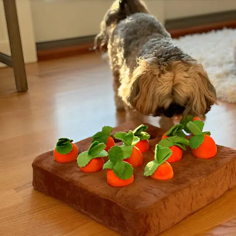 petit chien cherchant nourriture dans tapis fouille chien