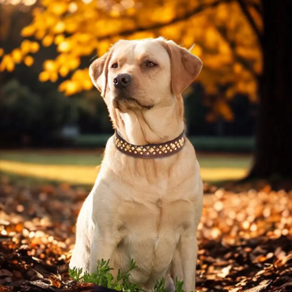 photo chien avec collier pour chien marron cloute dans paysage automne