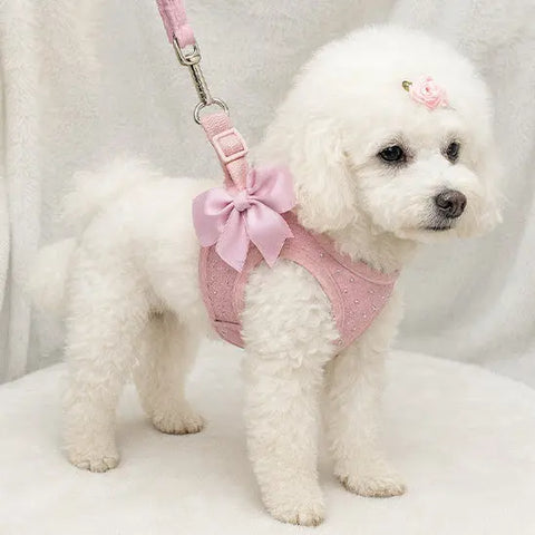 photo chien avec harnais chien rose