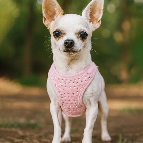 photo chien de face avec harnais chien rose