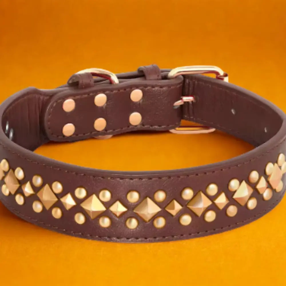 photo professionnelle collier chien marron cuir cloute