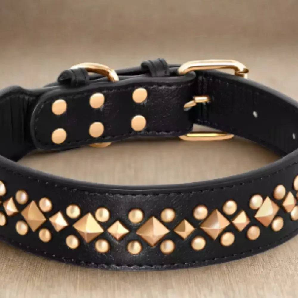 photo professionnelle collier chien noir cuir cloute