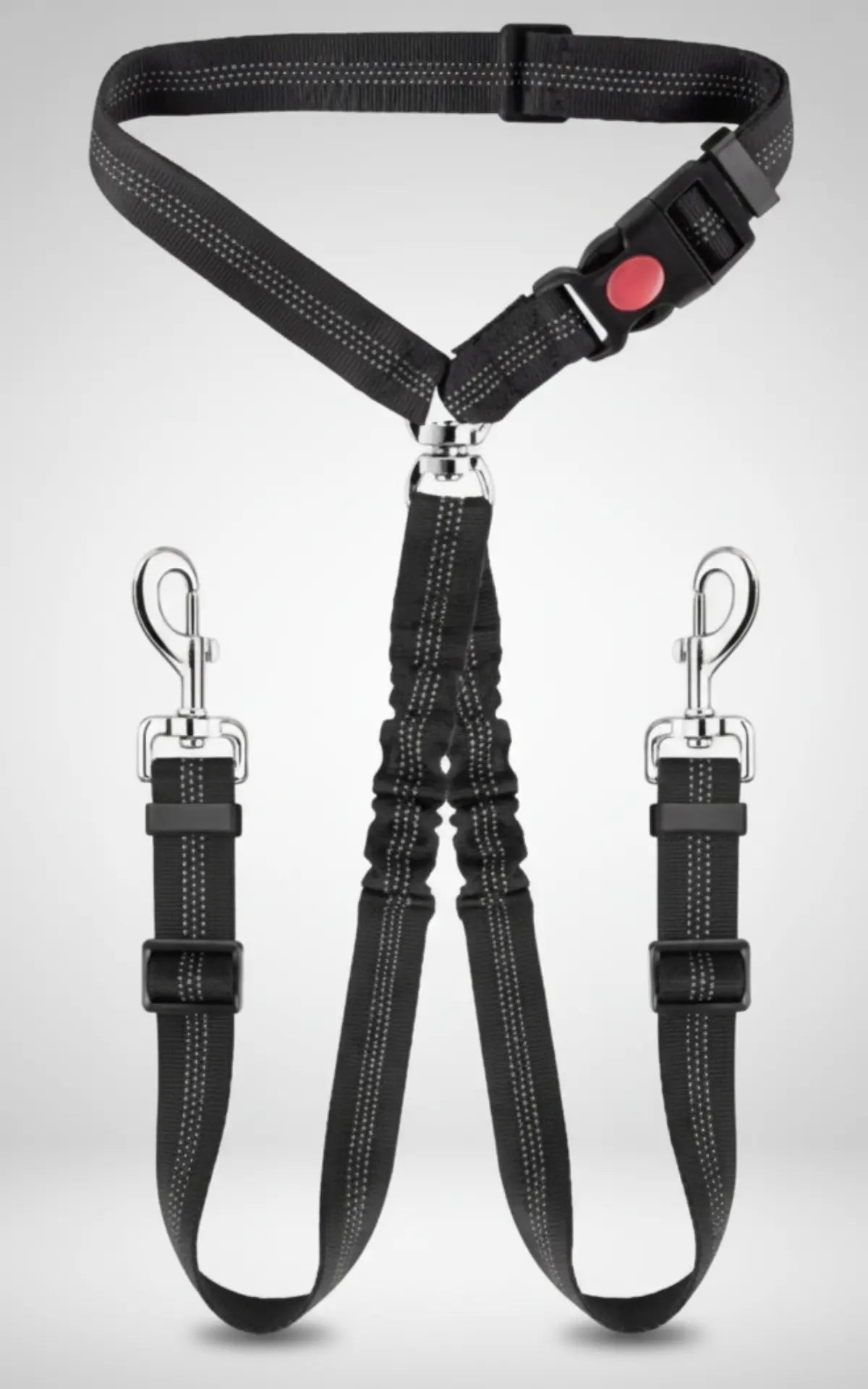 photo professionnelle double laisse pour chien