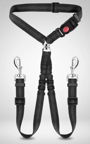 photo professionnelle double laisse pour chien