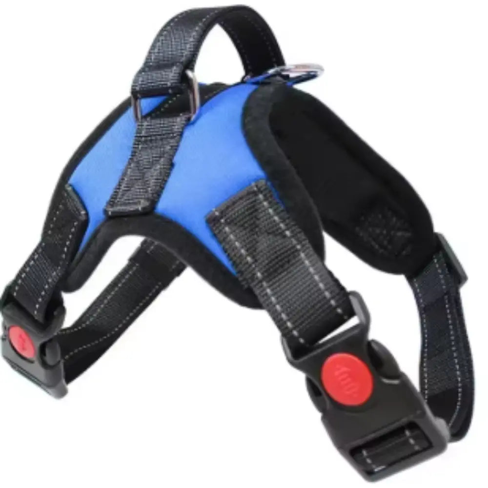photo professionnelle harnais chien bleu