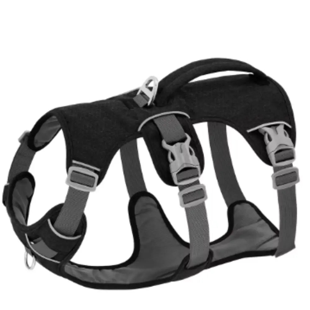 photo professionnelle harnais chien noir