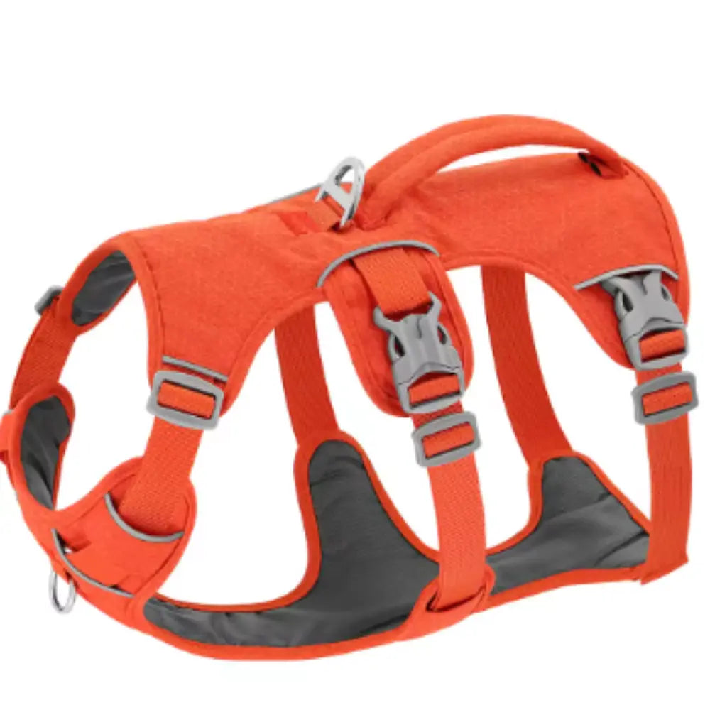 photo professionnelle harnais chien orange