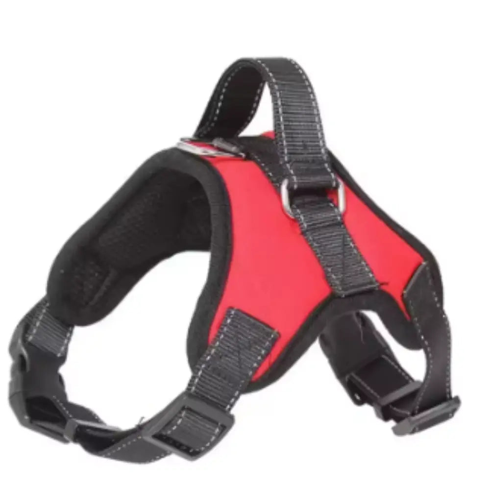 photo professionnelle harnais chien rouge