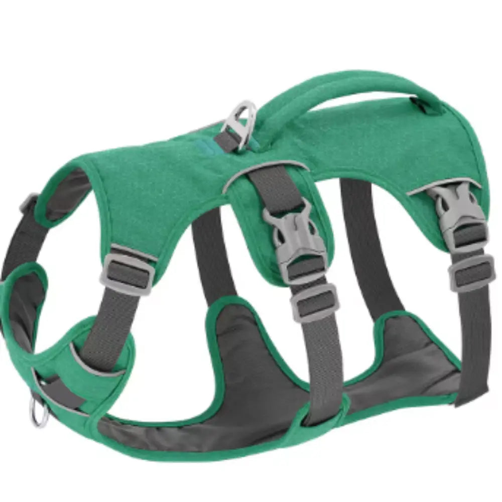 photo professionnelle harnais chien vert kaki