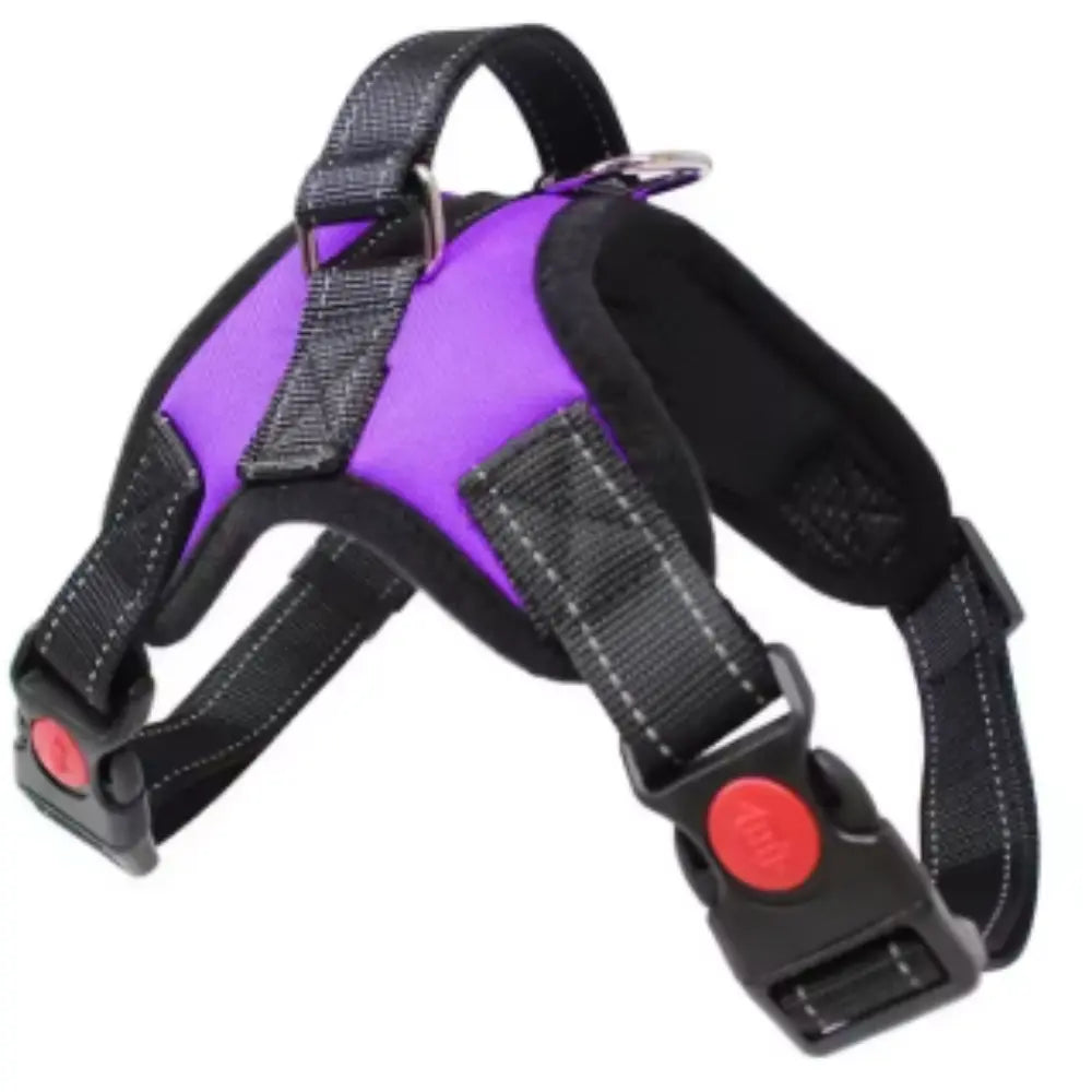 photo professionnelle harnais chien violet