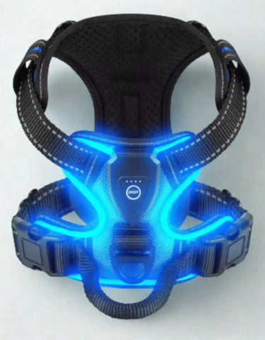 photo professionnelle harnais pour chien led bleu