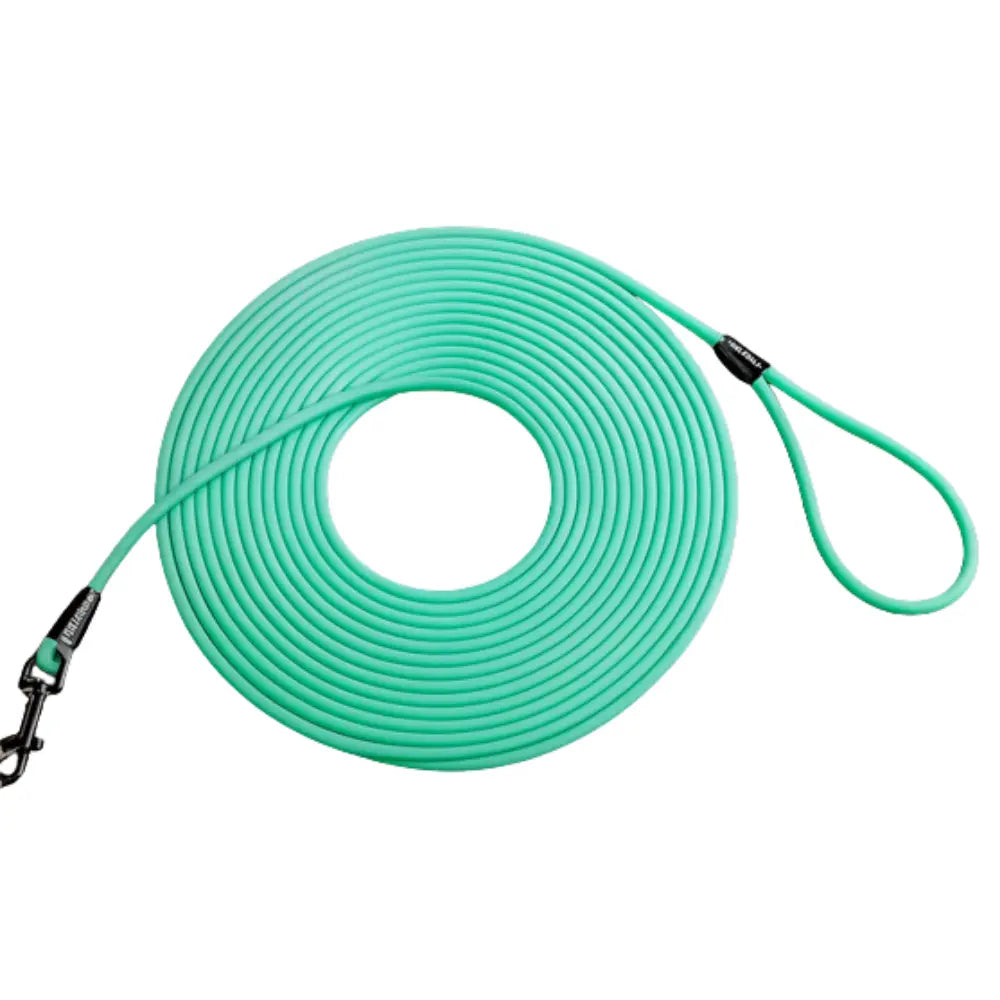 photo professionnelle longe pour chien bleu clair