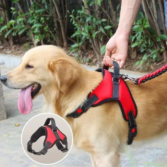 poignet harnais chien rouge