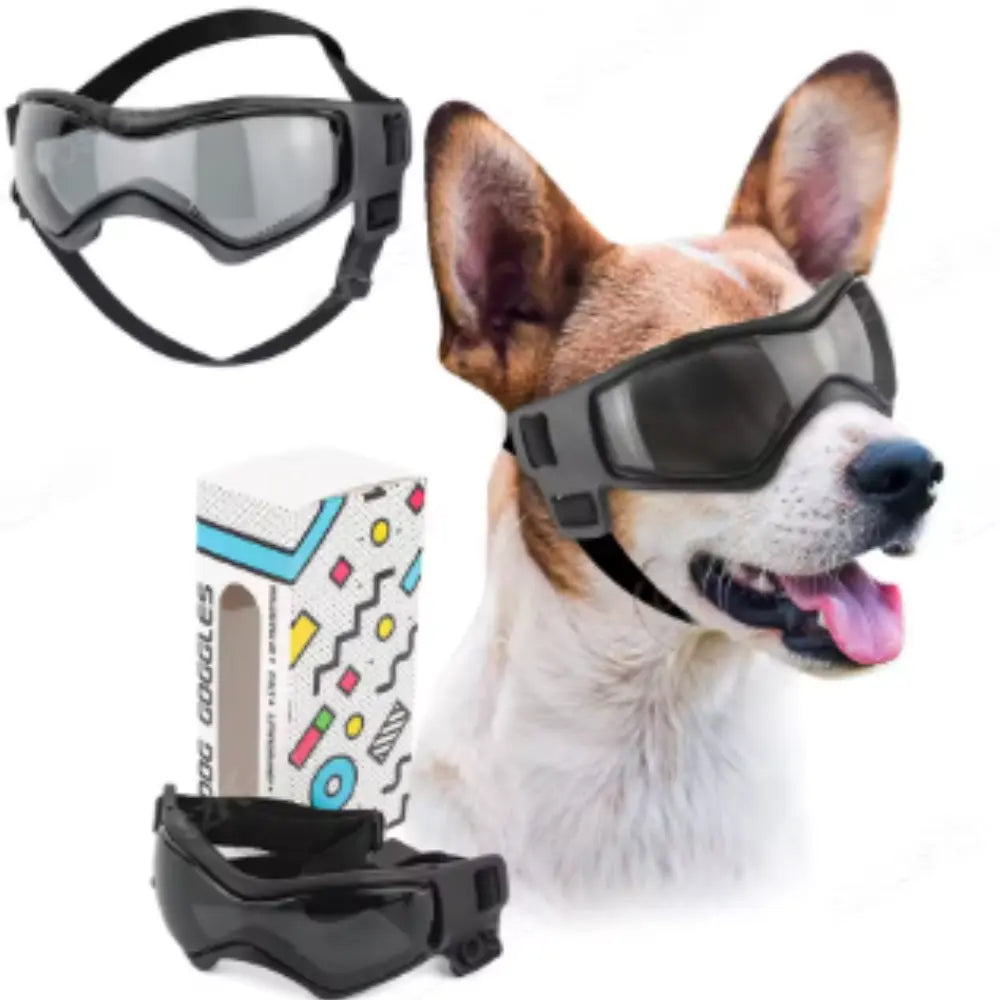 presentation produit lunettes pour chien